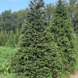 Ель обыкновенная (Picea abies) Extra