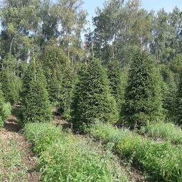 Ель обыкновенная (Picea abies) Extra