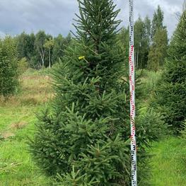 Ель обыкновенная (Picea abies) Extra