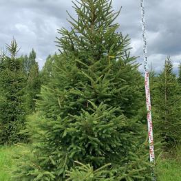 Ель обыкновенная (Picea abies) Extra