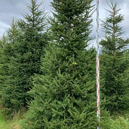 Ель обыкновенная (Picea abies) Extra