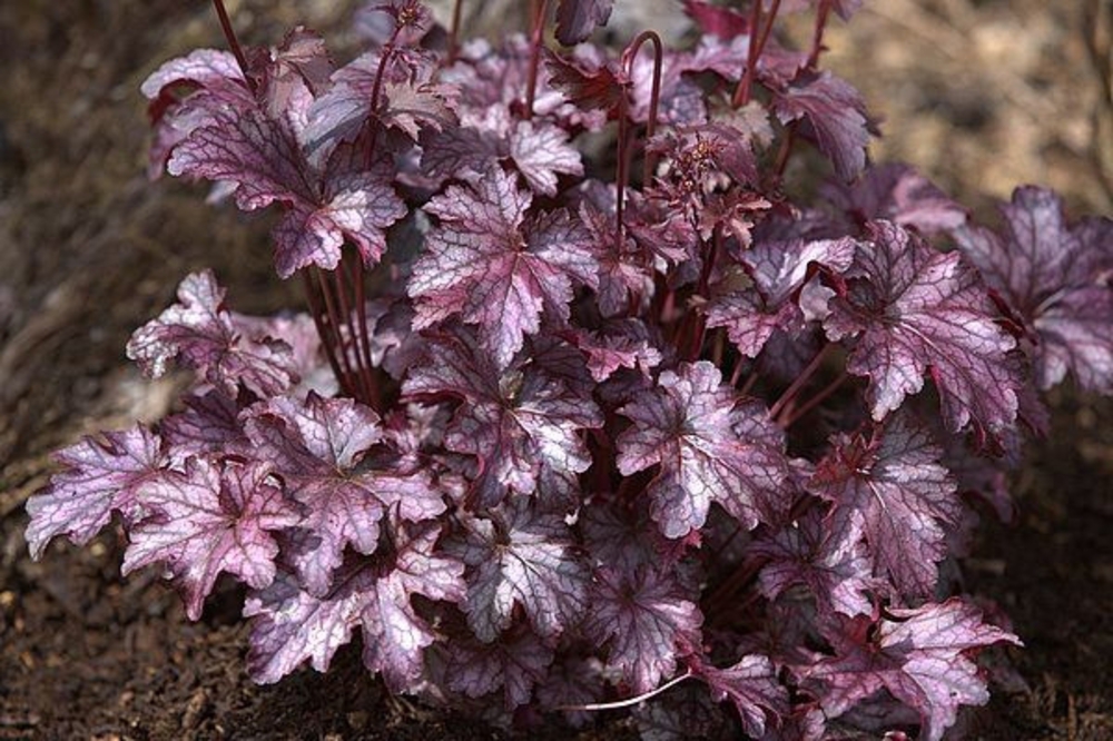Гейхера Блэкберри Джем (Heuchera 'Blackberry Jam')