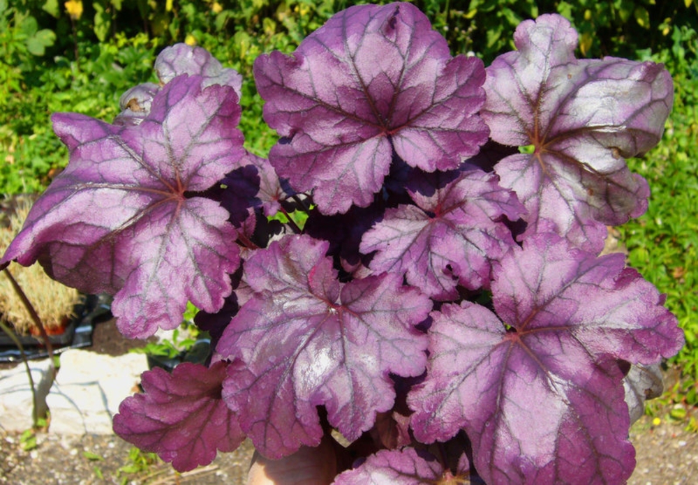Гейхера Плам Роял (Heuchera 'Plum Royal')