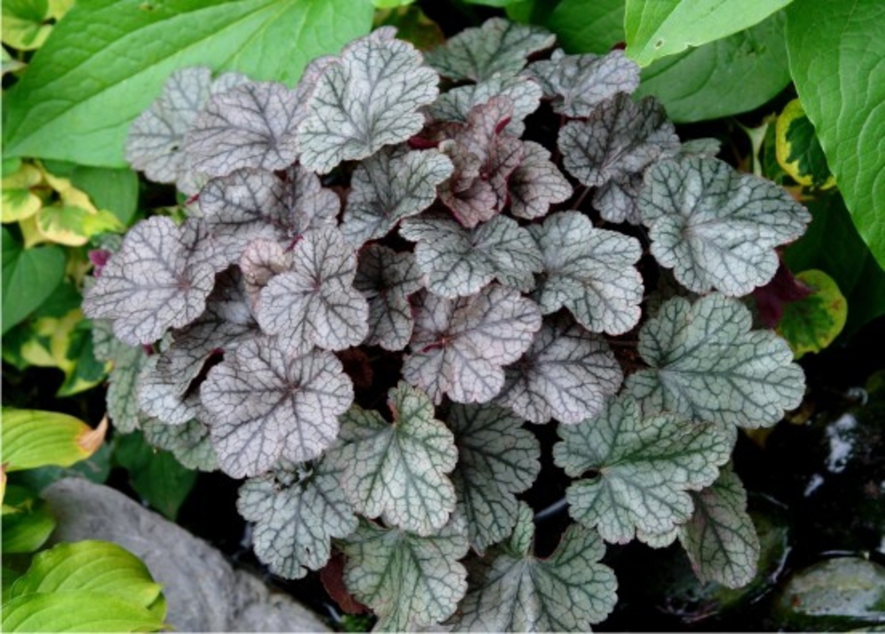 Гейхера Принс оф Сильвер (Heuchera 'Prince of Silver')