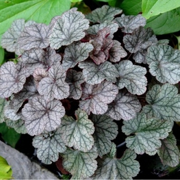 Гейхера Принс оф Сильвер (Heuchera 'Prince of Silver')