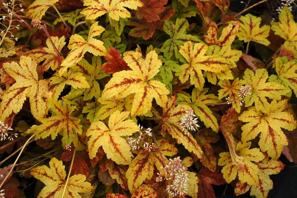 Гейхерелла Санрайз Фоллс (Heucherella 'Sunrise Falls')