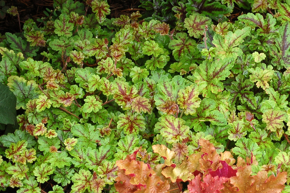 Гейхерелла Хэппи Трейлс (Heucherella 'Happy Trails')