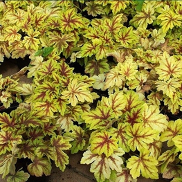 Гейхерелла Голден Зебра (Heucherella 'Golden Zebra')