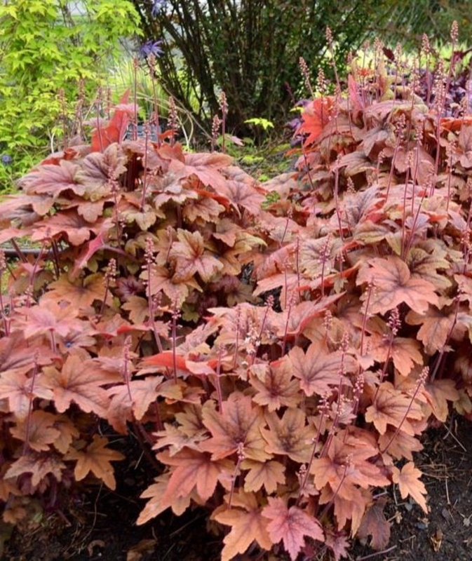 Гейхерелла Свит Ти (Heucherella 'Sweet Tea')