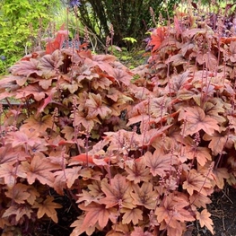 Гейхерелла Свит Ти (Heucherella 'Sweet Tea')