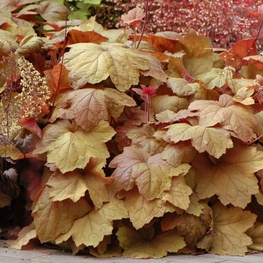 Гейхера Саузерн Комфорт (Heuchera 'Southern Comfort')