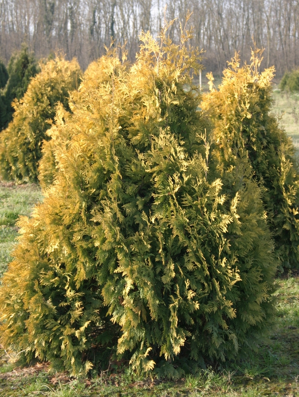 Туя западная Европа Голд (Thuja occidentalis 'Europa Gold')