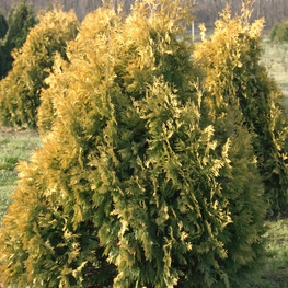 Туя западная Европа Голд (Thuja occidentalis 'Europa Gold')