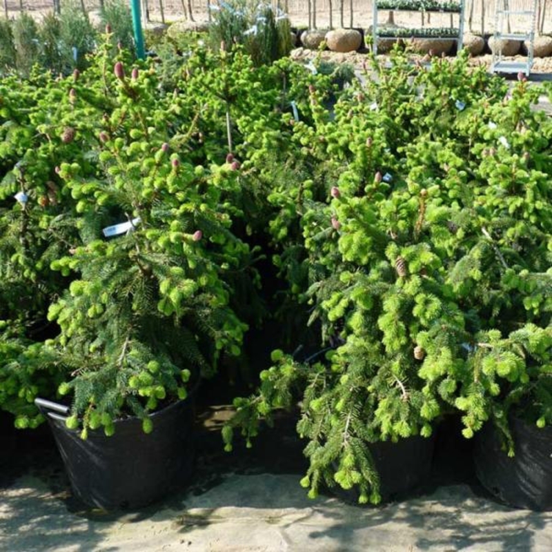 Ель обыкновенная Акрокона (Picea abies 'Acrocona')