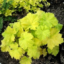Гейхера Писташ (Heuchera 'Pistache')