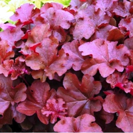 Гейхера Махогани (Heuchera 'Mahogany')