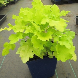 Гейхера Лайм Мармелад (Heuchera 'Lime Marmalade')