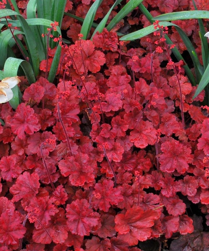 Гейхера Черри Кола (Heuchera 'Cherry Cola')