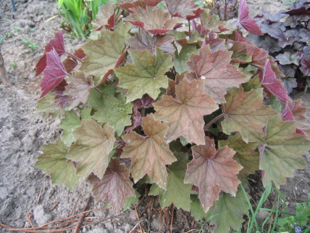 Гейхера Браунис (Heuchera 'Brownies')