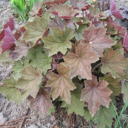 Гейхера Браунис (Heuchera 'Brownies')