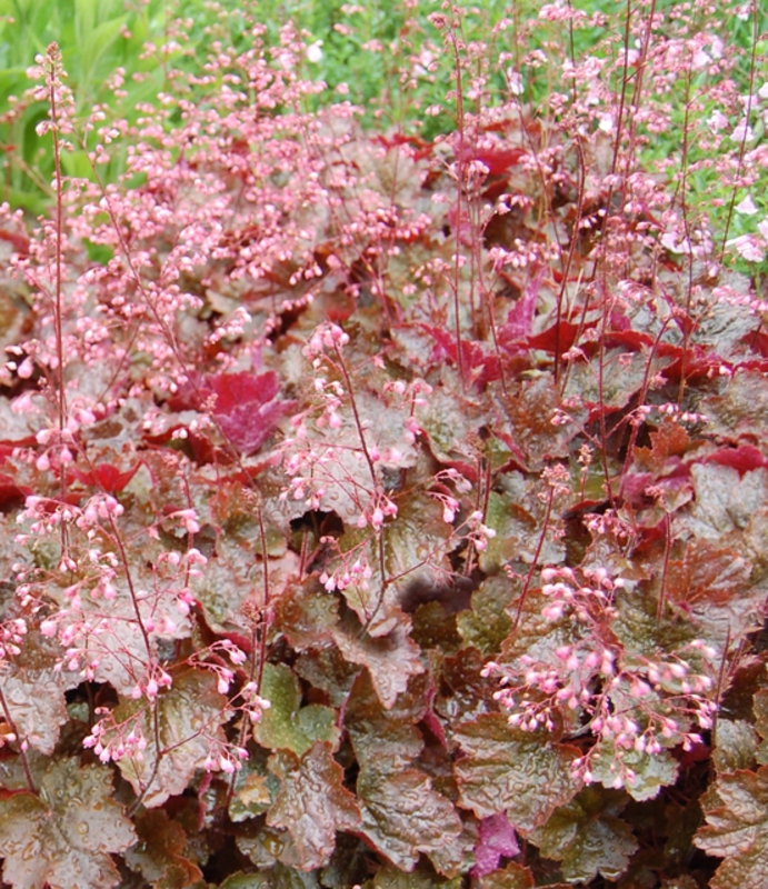 Гейхера Рэйчел (Heuchera 'Rachel')