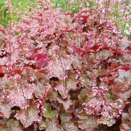 Гейхера Рэйчел (Heuchera 'Rachel')