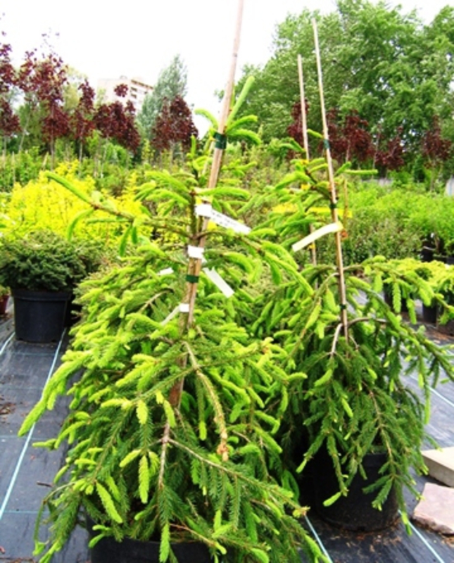 Ель обыкновенная Фробург (Picea abies 'Frohburg')