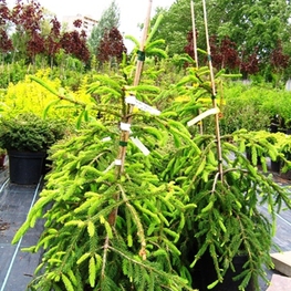 Ель обыкновенная Фробург (Picea abies 'Frohburg')