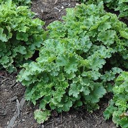 Гейхера американская Малахит (Heuchera americana 'Malachite')