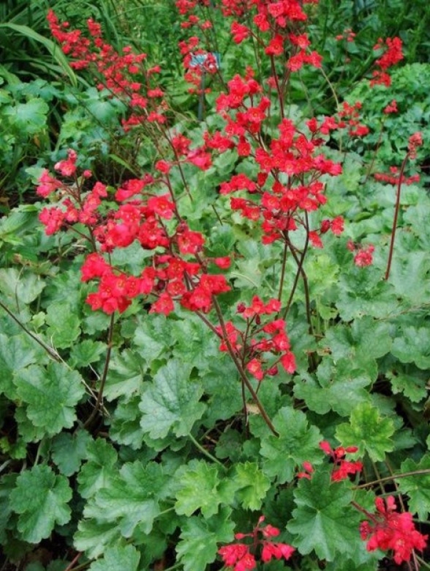 Гейхера кроваво-красная (Heuchera sanguinea)