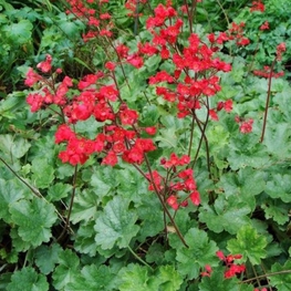 Гейхера кроваво-красная (Heuchera sanguinea)