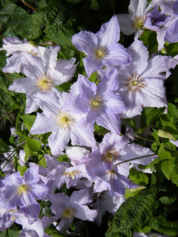 Клематис Блю Энджел (Clematis 'Blue Angel')
