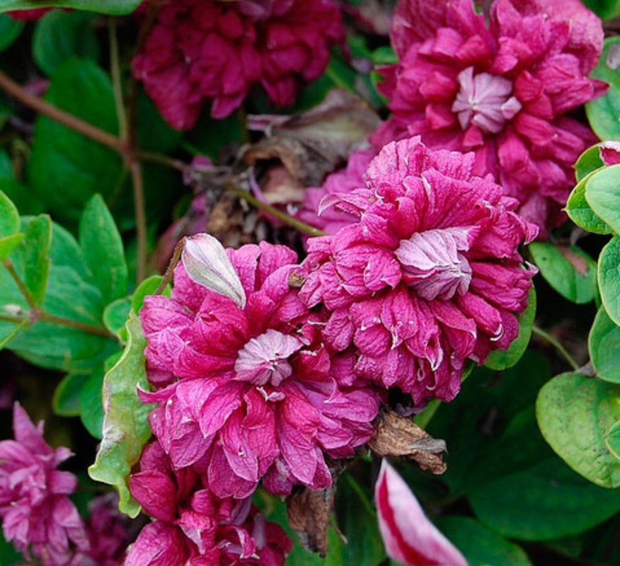 Клематис ботанический Пурпуреа Плена Элеганс (Clematis 'Purpurea Plena Elegans')