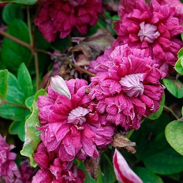Клематис ботанический Пурпуреа Плена Элеганс (Clematis 'Purpurea Plena Elegans')