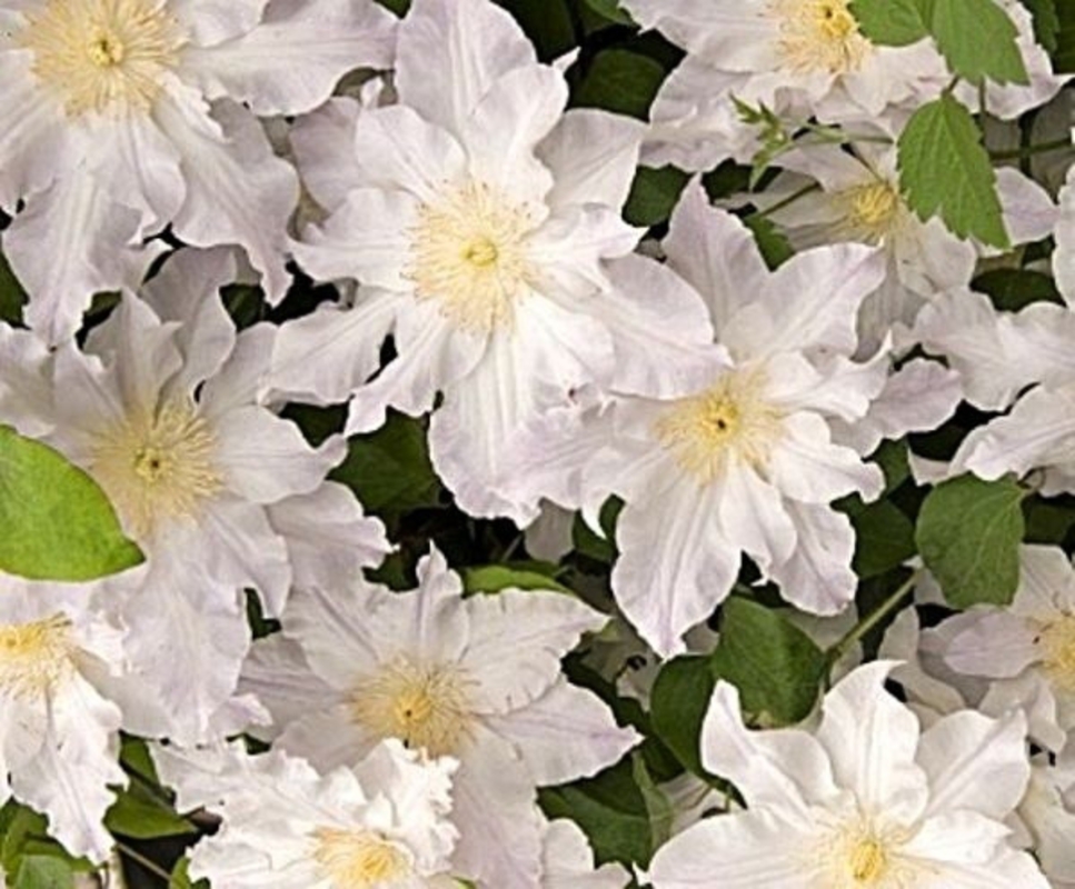 Клематис Матка Седлиска (Clematis 'Matka Siedliska')
