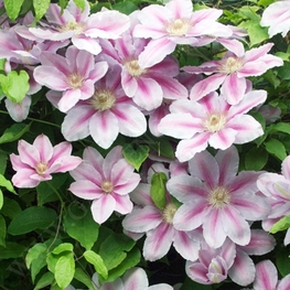Клематис крупноцветковый Биз Джубили (Clematis 'Bees Jubilee')