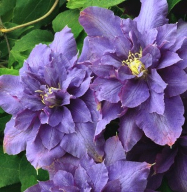 Клематис крупноцветковый Вивиан Пеннелл (Clematis 'Vyvyan Pennell')