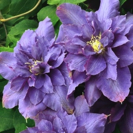 Клематис крупноцветковый Вивиан Пеннелл (Clematis 'Vyvyan Pennell')