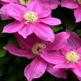 Клематис крупноцветковый Вино (Clematis 'Vino')