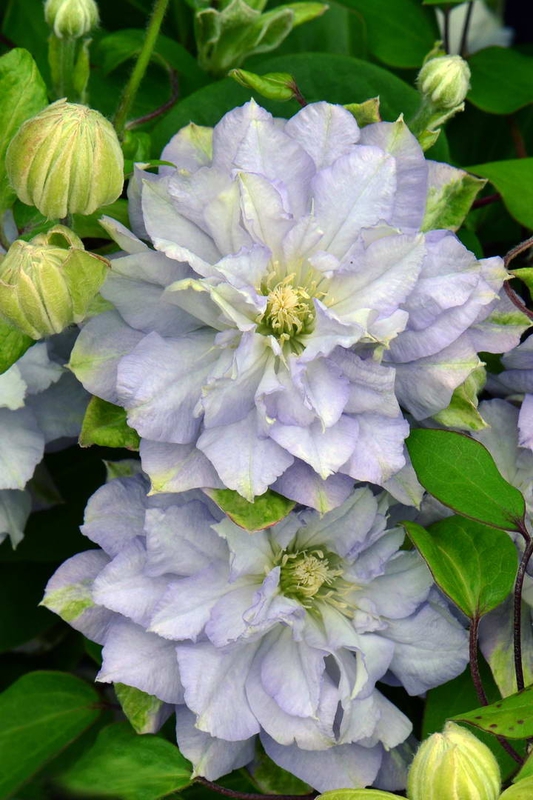 Клематис крупноцветковый Даймонд Болл (Clematis 'Diamond Ball')