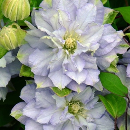 Клематис крупноцветковый Даймонд Болл (Clematis 'Diamond Ball')