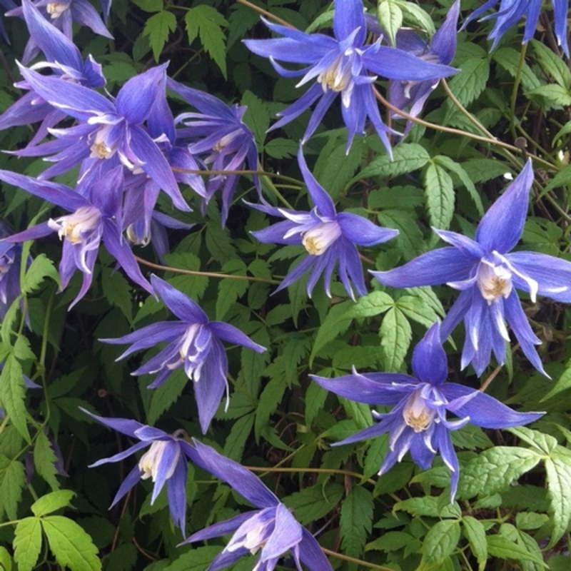 Клематис альпийский (Clematis alpina)