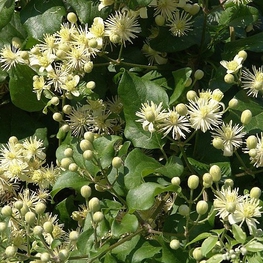 Клематис виноградолистный (Clematis vitalba)