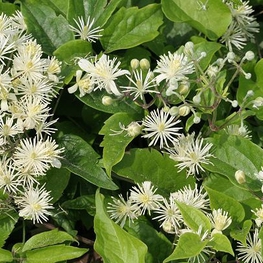 Клематис жгучий (Clematis flammula)