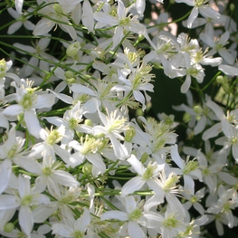 Клематис маньчжурский (Clematis manshurica)