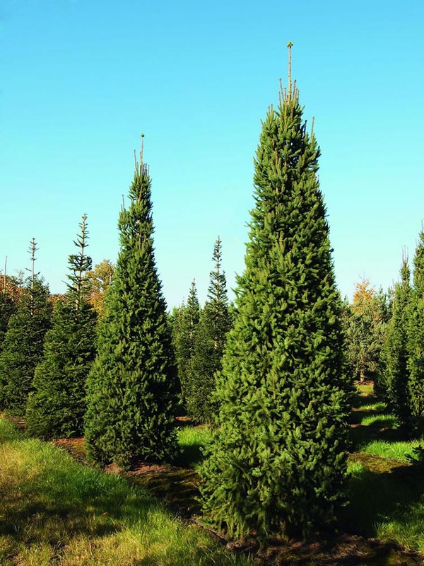 Ель обыкновенная Колумнарис (Picea abies 'Columnaris')