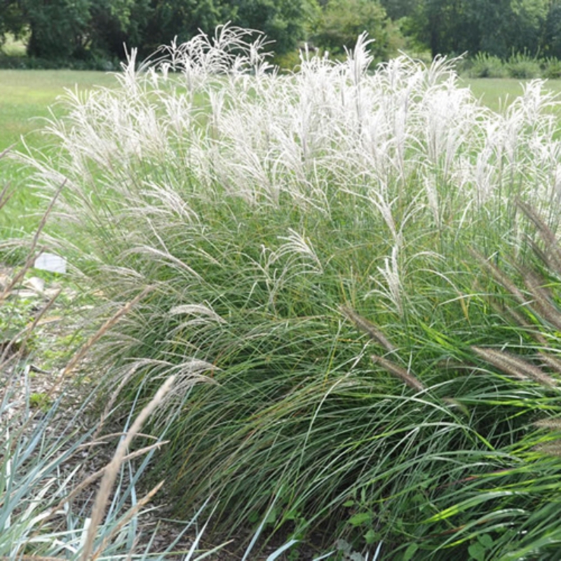 Мискантус китайский Грациелла (Miscanthus sinensis 'Graziella')