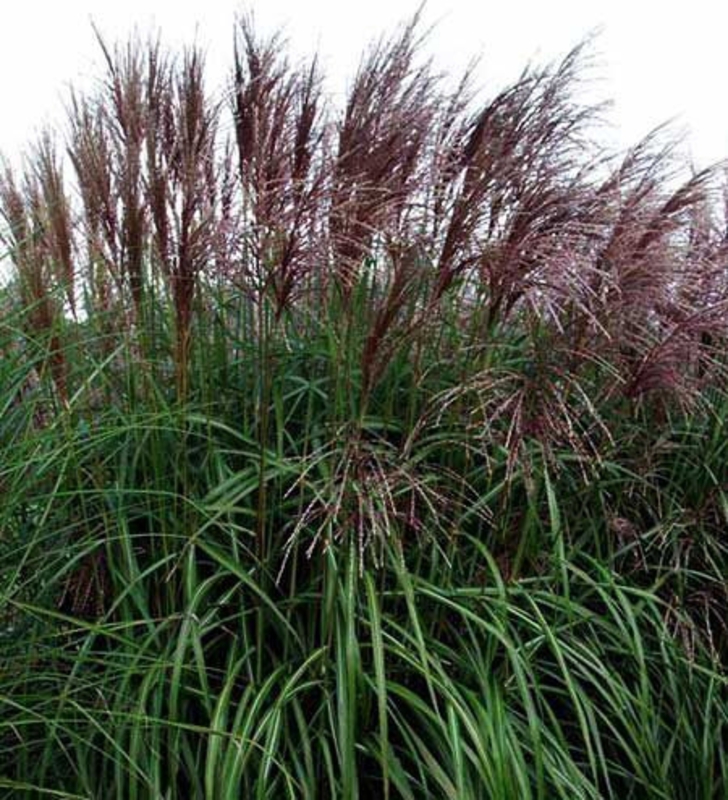 Мискантус китайский Малепартус (Miscanthus sinensis 'Malepartus')