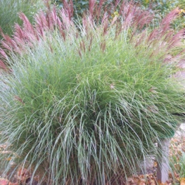 Мискантус китайский Морнинг Лайт (Miscanthus sinensis 'Morning Light')