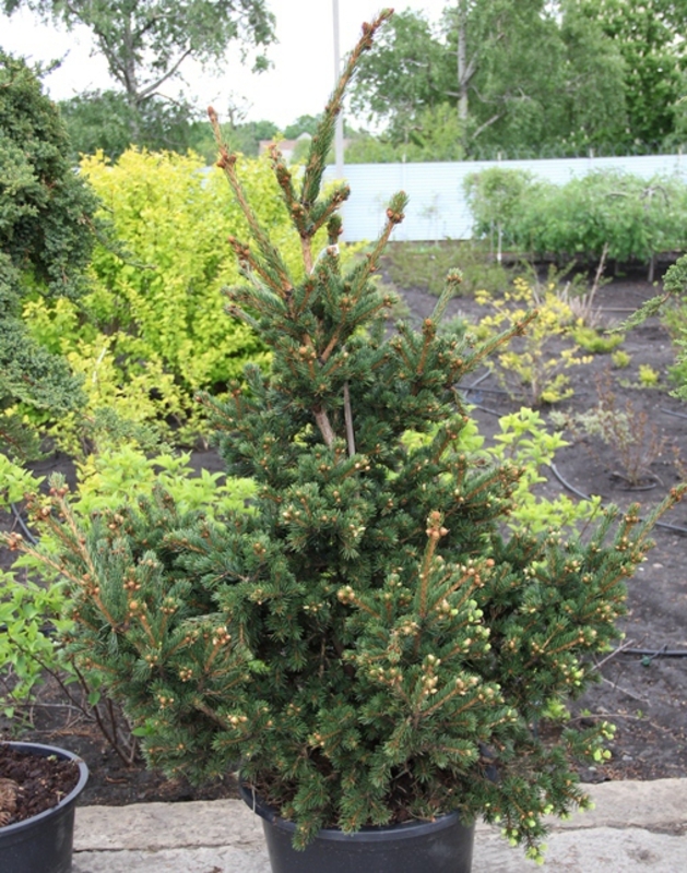 Ель колючая Лаки Страйк (Picea pungens 'Lucky Strike')